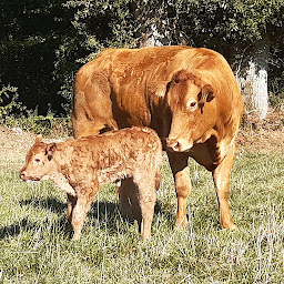 Photo n°15 de EI Hugues LEMESLE à Erdre-en-Anjou (Vendeur de viande en gros)