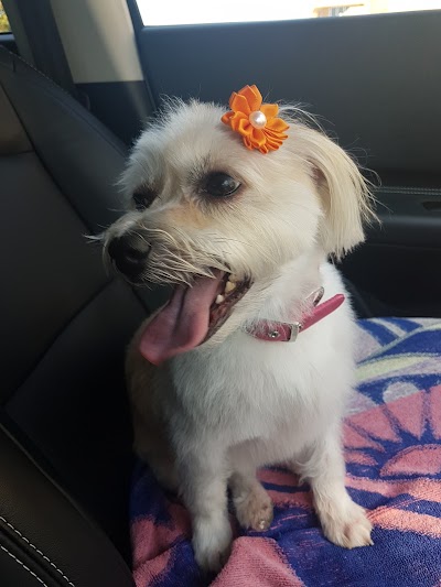 Photos of Puppy Cut-Z Professional Dog Grooming