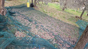 Photo n°5 de Marcille Oliveraie à Bendejun (Magasin)