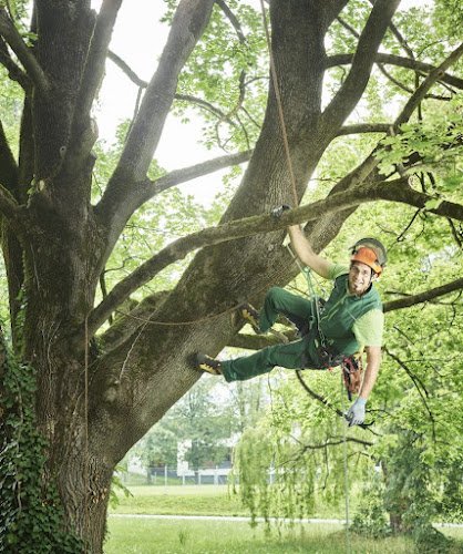 The Golden Tree Arborist