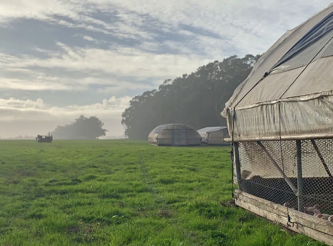 Fogline Farm by null