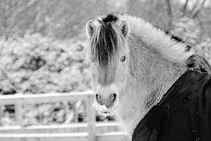 Photo n°20 de Les Crins de la Baie à Merville-Franceville-Plage (Centre équestre)