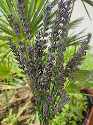 Photo n°2 de Sunnatur'el à Agen (Naturopathe)