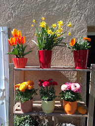 Photo n°38 de Douceur Sacrée à Villedieu (Fleuriste)