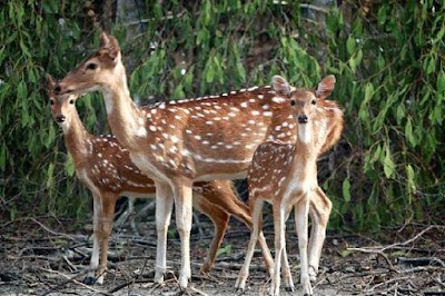 Photos of Travel Bangladesh (TRAVELBD)