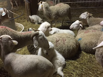 RICO Pauline - Exploitation agricole (ovins-équins-canins) à Brassac