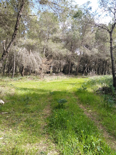 Bosco del Santissimo
