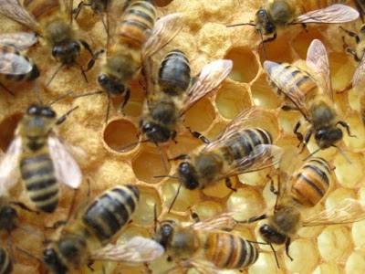 Photos of Honeytree Natural Foods