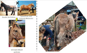 Photo n°11 de Equi-Libre à Broin (Podologue)