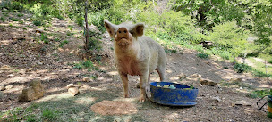 Photo n°16 de La Ferme Du Vallon à Montbrun-les-Bains (Marché fermier)