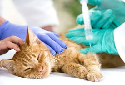 Photos of Veterinario Dr. Massimo Vitti