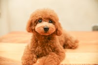 LUXBE DOG 三田駅前店