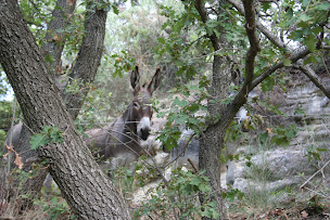 Photo n°5 de Venasqu' Anes à Venasque (Circuit de randonnée)