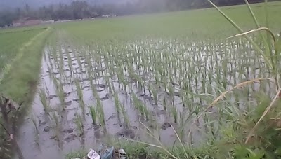 Photos of Bumi Perkemahan Kedungwanglu