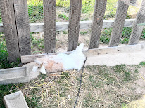 Les lapins de Will & Caro à Fontaine-les-Bassets