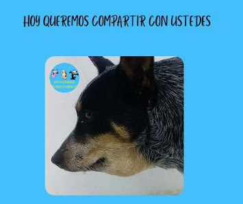 Fotografía de CLINICA VETERINARIA MIS AMIGOS LOS ANIMALITOS Del propietario