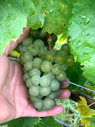 VINEAMEA - Visual