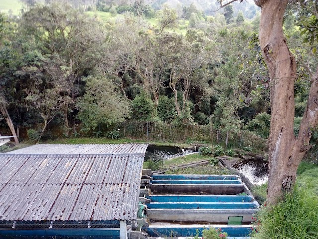 Cocora Valley Trail
