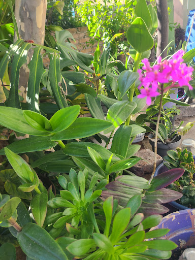 principal Tinaja de el coyote Garden - Thumbnail