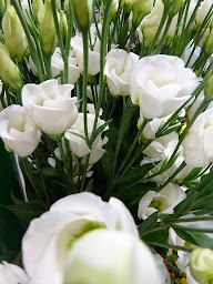 Photo n°38 de Marché Floral Audomarois à Saint-Martin-lez-Tatinghem (Fleuriste)