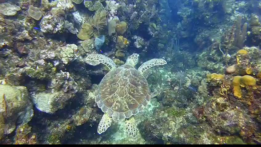 Octopus Dive School by null