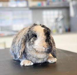 Photo n°2 de Clinique Vétérinaire Mora à Enghien-les-Bains (Vétérinaire)