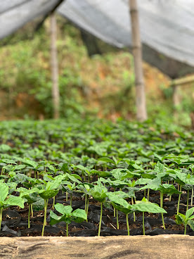 Aveley Farms Coffee Roasters by null