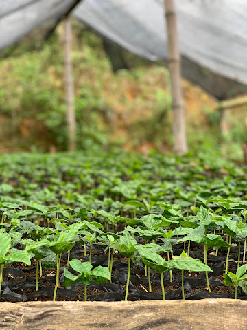 Aveley Farms Coffee Roasters by null