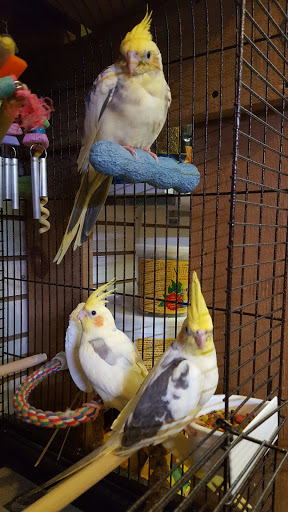 PETSlife - Thumbnail