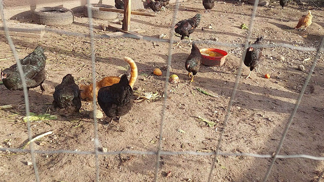 Bedstemor Ann's Besøgs Bondegård