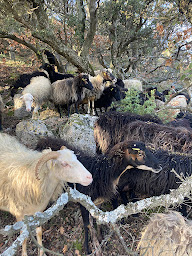 Photo n°3 de La Bergerie des Pres à Clansayes (Élevage laitier)