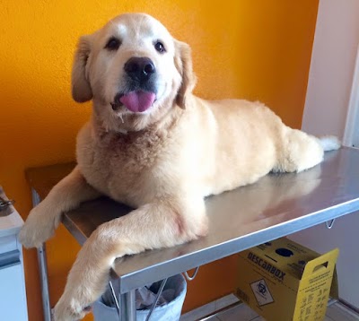 veterinary-care