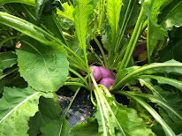 Drive Fruits et Legumes Pestre à Chevinay