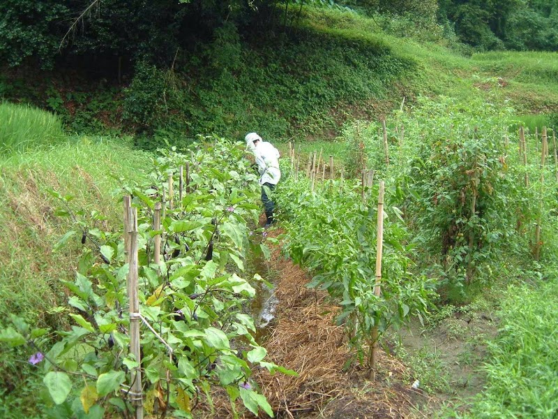 交野のおいしいお米とお野菜