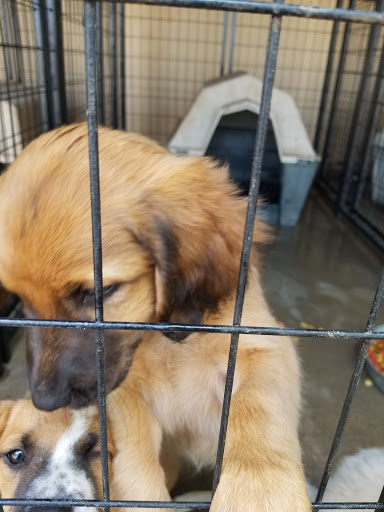 City of Altus Animal Control - Thumbnail