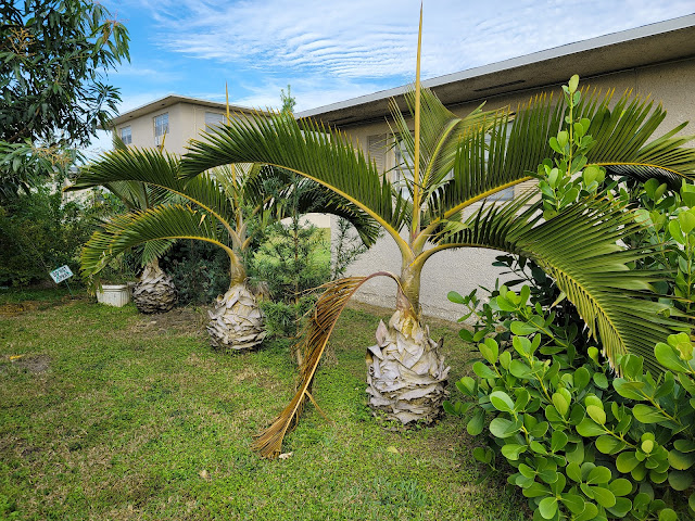 Cottage Cove by null