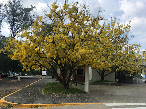 ITESO, Universidad Jesuita de Guadalajara - Thumbnail