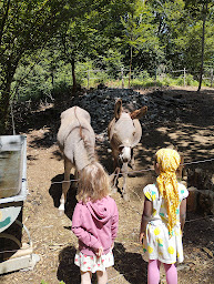 Photo n°3 de Forcl'ânes à Doussard (Centre de randonnée équestre)