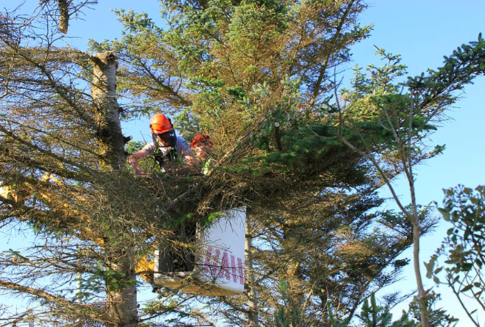 Victorville Tree Care