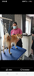 Photo n°11 de Doggydom à Lannilis (Toiletteur)