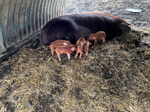 Big Muddy Hogs - Visual