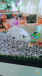 Photo n°24 de Les Saveurs Gourmandes à Bollène (Restaurant asiatique)