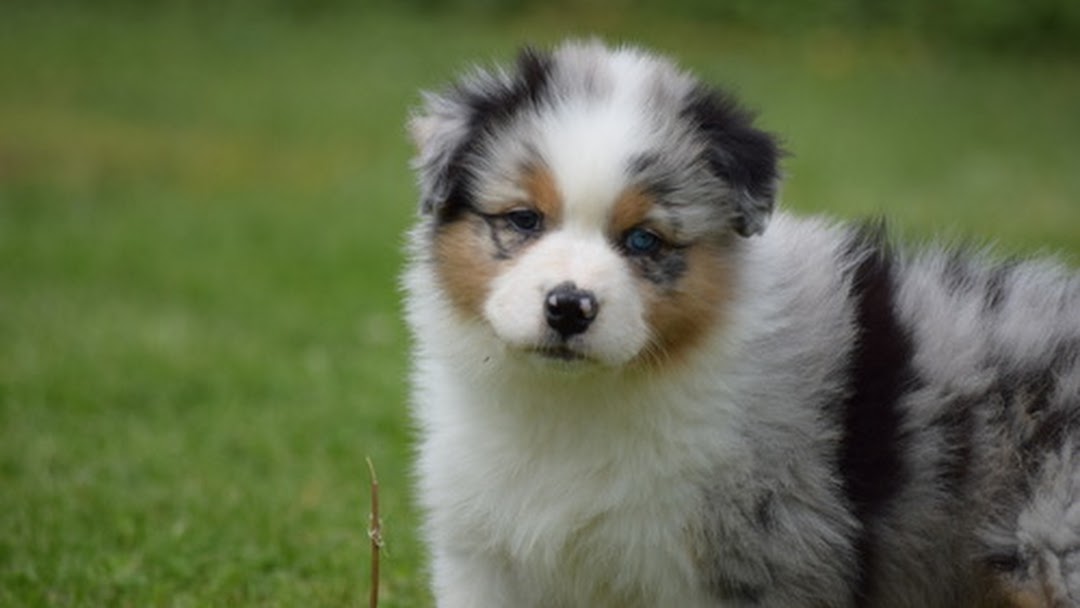 Aussies Puppies For Sale Deluxe Australian Shepherd Dog Breeder In Philadelphia 786 688 7541 Email Petsafe Foundation Gmail Com