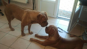 Photo n°2 de Boule Et Bulles à Girancourt (Magasin d'articles pour animaux)