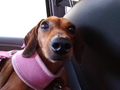 Photos of EVI - Veterinary Services