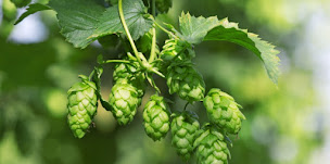 Photo n°14 de Herboristerie et brasserie 