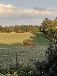 Photo n°3 de gaec de vergnollet à Chabrac (Ferme d'élevage)