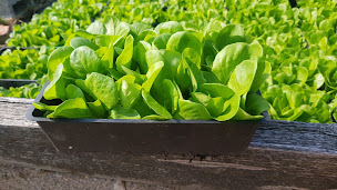 Photo n°1 de Champs d'Heol à Teillay (Maraîcher)