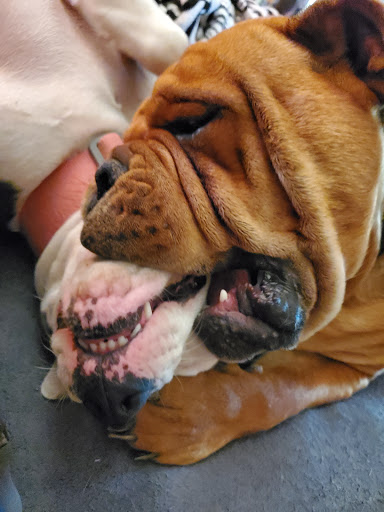 Nebraskapetpaws - Thumbnail