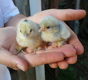 Photo n°13 de Ferme pédagogique des Bornottes à Lacroix-Barrez (Ferme pédagogique)